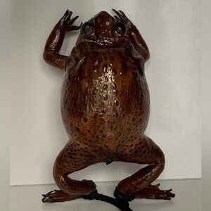 🔥SALE🔥 Frog Purse NWOT Genuine Frog